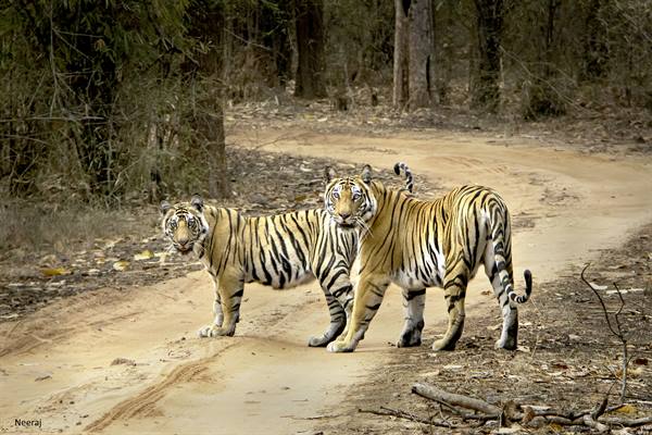 MP Tiger Reserve: बाघों ने चुन लिया प्रकृति का सुन्दर स्थान 