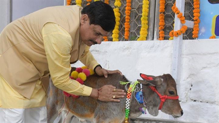 मुख्यमंत्री डॉ. यादव ने की गोवर्धन पूजा की तैयारी