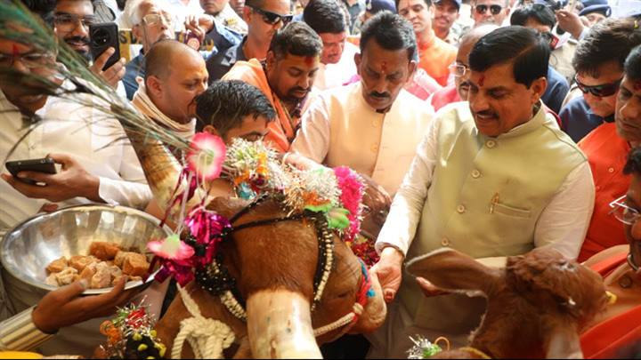 मुख्यमंत्री डॉ. मोहन यादव ने इंदौर के हातौद में रेशम केंद्र खजूरिया गौशाला में गोवर्धन पूजा के दौरान गौवंश का पूजन कर उन्हें दुलार किया।